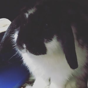 Meet your Posher, Allyson